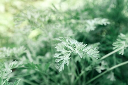 Common wormwood in garden, close up with selective focus