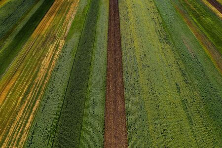 Aerial view of cultivated agricultural fields in summer, beautiful countryside patchwork landscape from drone povの写真素材