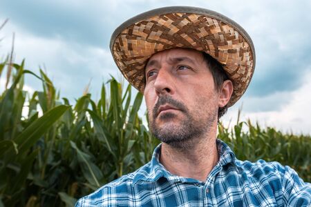 Concerned corn farmer in field. Low angle portrait of male agronomist in maize field looking at...