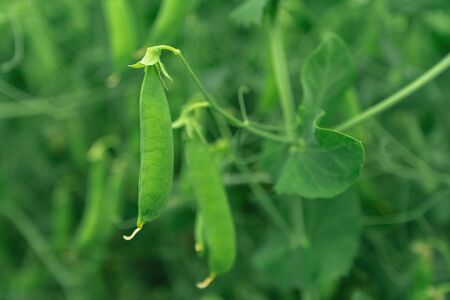 Locally grown green pea in organic garden, homegrown produce Pisum sativumの写真素材
