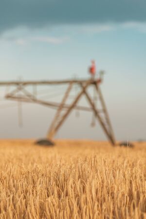 Automated farming irrigation machinery with sprinklers in cultivated ripe barley field for watering cropsの写真素材