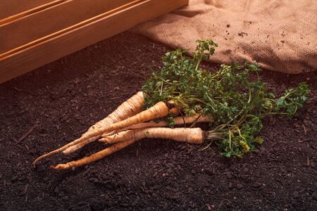 Organic parsley growing concept with freshly harvested root on vegetable garden soil ground