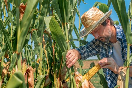 Farmer examining corn on the cob in field. Adult caucasian male agronomist is working in cultivated maize field.の写真素材