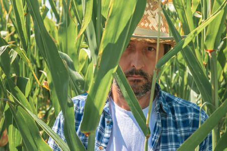 Portrait of handsome corn farmer in cultivated maize field wearing straw hat and plaid shirt and standing among talk crop plantsの写真素材
