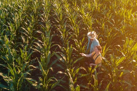 Female agronomist with tablet computer advising corn farmer in cultivated crop field, high angle view from drone povの写真素材