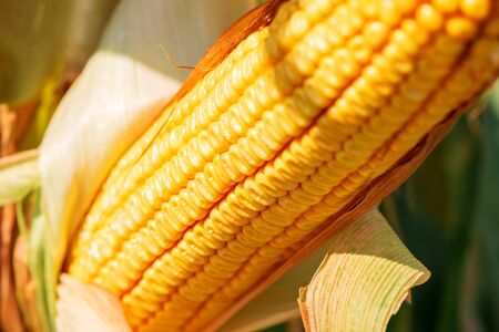 Ripe maize corn on the cob in field, selective focus
