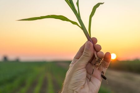 Farmer examining sorghum sprouts in field, close up of hand holding small plant with rootの写真素材