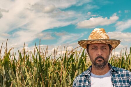 Portrait of serious agronomist in corn maize field. Farmer with straw hat looking at camera.の写真素材