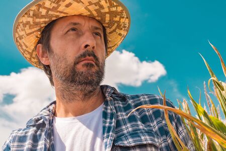 Portrait of serious farmer in corn maize field. Agronomist posing on plantation, looking into...
