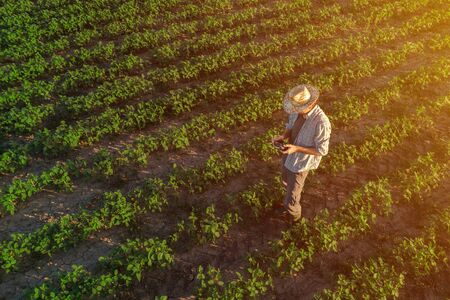Soybean farmer with drone remote controller in field. Using modern innovative technology in...