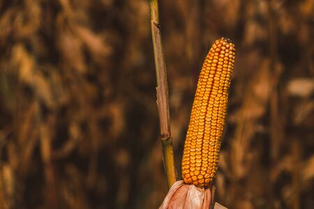 Ripe ear of corn on plant stalk ready for harvestの写真素材