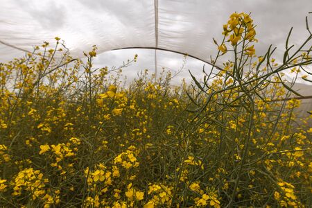 Organic sustainable growing rapeseed experiment in controlled conditions, rapeseed canola cultivated...