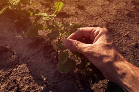 Farm worker controlling soybean plant growth in field, close up of hand touching crops