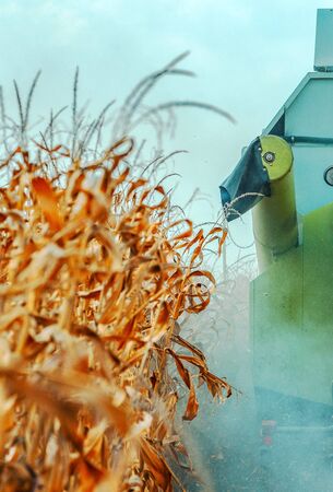 Combine harvester is harvesting cultivated ripe corn crops in field, selective focus
