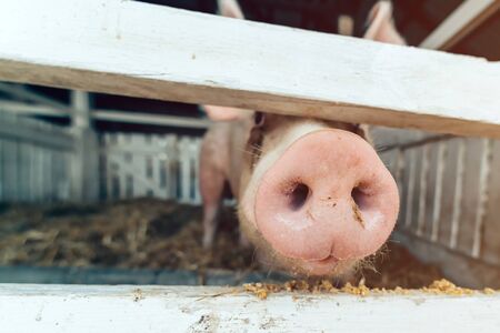 Pig nose in pigsty, close up. Funny image of domestic animal on livestock farm.の写真素材