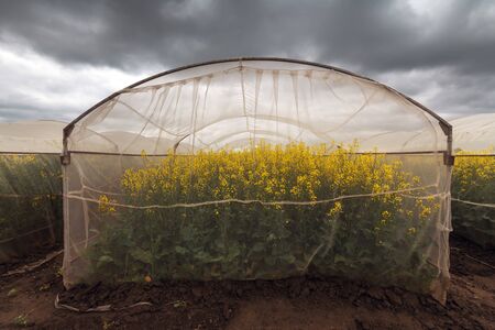 Organic sustainable growing oilseed rape experiment in controlled conditions, rapeseed canola...