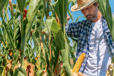Farmer examining corn on the cob in field. Adult caucasian male agronomist is working in cultivated...