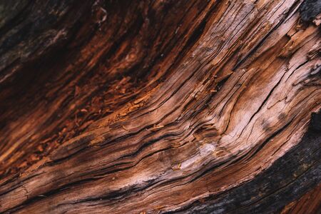 Old cracked wooden trunk detail, selective focusの写真素材