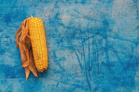 Harvested corn on the cob on grunge blue background as copy space