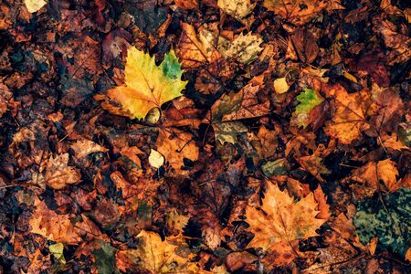 Top view of wet maple leaves on the ground after autumn rain as background