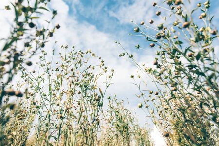 Low angle view of common flax field, selective focusの写真素材