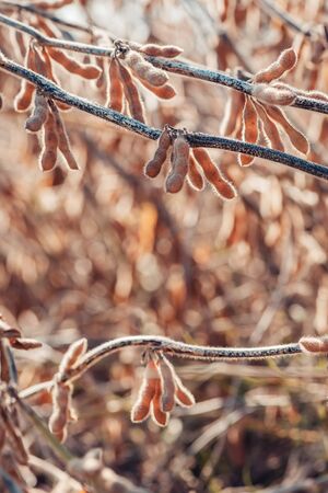 Soybean pods in cultivated field, selective focus