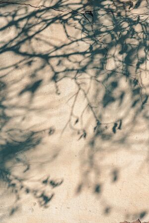Treetop shadow on cracked wall, abstract background