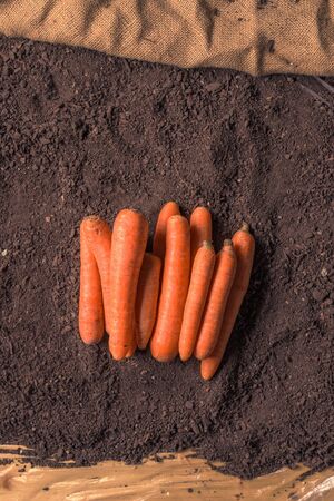 Organic homegrown carrot on ground in greenhouse, top viewの写真素材