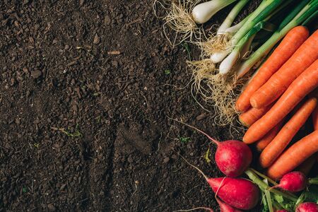 Organic homegrown produce on greenhouse soil ground ready to be packed for farmer's marketの写真素材