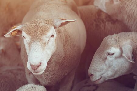 Ile de France sheep flock in pen on livestock farm, domestic animals husbandry conceptの写真素材