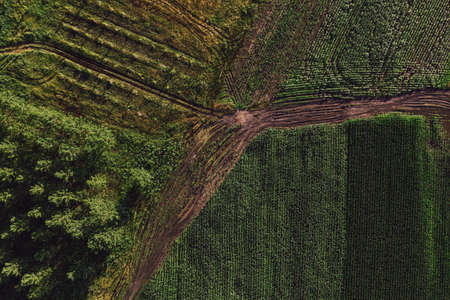 Aerial view of dirt road in countryside, between the cornfield and cottonwood forest, top view from drone povの写真素材