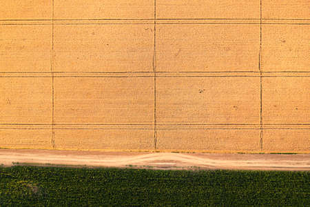 Aerial view of ripe wheat and green corn field from drone pov with crop marks from automated...