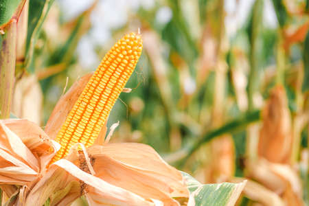 Ear of corn in cultivated cornfield, selective focus