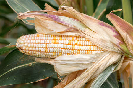 Corn on the cob with white kernels growing in cultivated agricultural field, selective focus