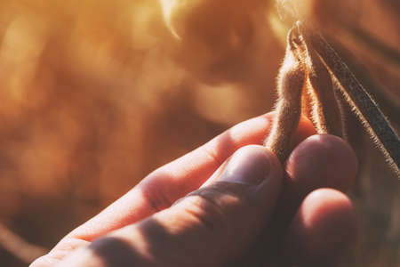 Farmer is checking quality of ripening soybean pods on plantation field, close up of male hand with selective focusの写真素材