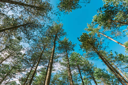 Tall pine trees, low angle view of evergreen forest in autumnの写真素材