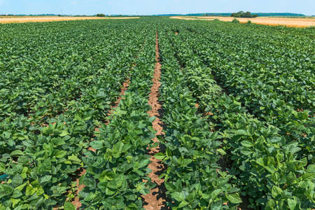 Soybean (Glycine max) cultivated field in diminishing perspective