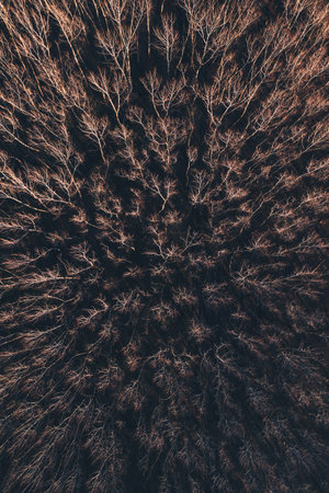 Aerial photography of cottonwood poplar forest in winter from drone pov, top view
