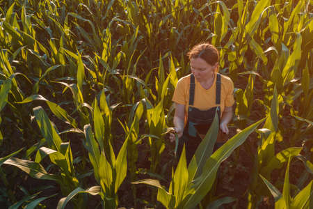 Agronomist farmer woman using tablet computer in corn field. Aerial view of female farm worker in...