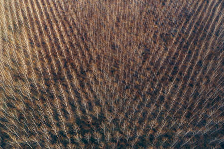 Aerial photography of cottonwood forest in winter from drone point of viewの写真素材