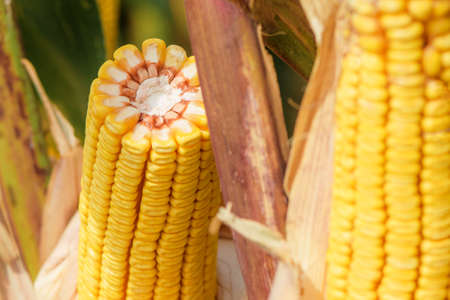 Corn on the cob in plantation field. Ripe maize crops are ready for harvesting.