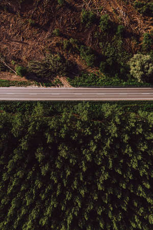 Aerial view of empty road through cottonwood forest in summer afternoon, drone pov directly aboveの写真素材