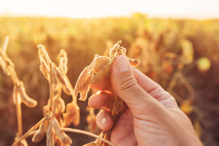 Close up of soybean farmer hand examining ripe crop pods in sunsetの写真素材