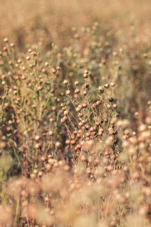 Ripe flax (Linum usitatissimum) capsules in field, selective focusの写真素材