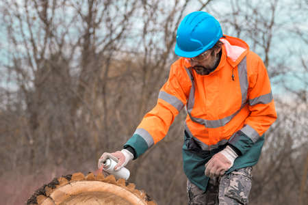 Forestry technician marking tree trunk with red aerosol can paint in forest after cutting