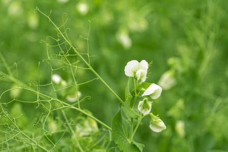 Green peas flower and vine in garden, growing homegrown produce on organic farmの写真素材