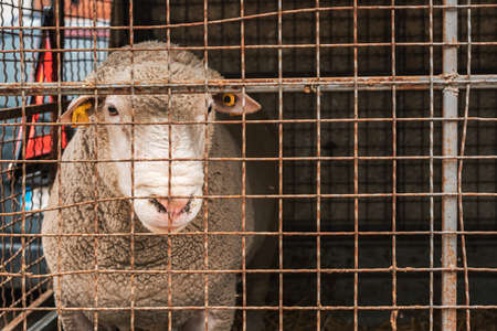 Ile de France ewe male sheep in pen on livestock farm, domestic animals husbandry conceptの写真素材