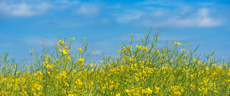 Oilseed rape field in bloom, cultivated rapeseed plantation on bright sunny spring dayの写真素材