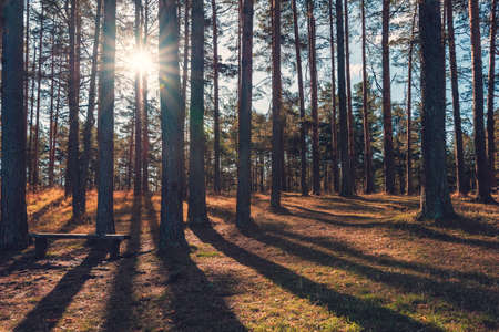 Pine tree forest with long shadow cast, back lit woodsの写真素材