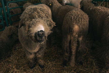 Sheep in pen on livestock farm, domestic animals husbandry